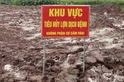 Hưng Yên tiêu hủy hơn 2.200 con lợn mắc dịch tả châu Phi