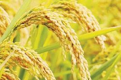 Giá lúa gạo hôm nay 20/8: Thị trường trong nước giữ nhịp ổn định, một số loại gạo xuất khẩu tăng giá