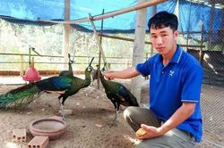 Cần tuyên truyền pháp luật để bảo vệ động vật hoang dã