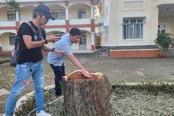 Đốn hạ 3 cây xanh lớn, trung tâm giáo dục ở Lâm Đồng bị phạt 40 triệu đồng