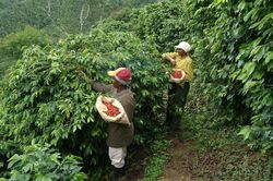 Giá cà phê hôm nay 21/8/2025: Tăng cao dữ dội