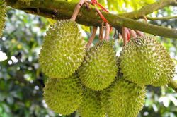 Giá sầu riêng hôm nay 23/8: Sầu Thái tăng 3.000 đồng/kg, mã số vùng trồng sầu riêng Cần Thơ mở rộng