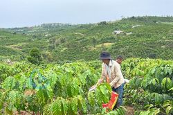 Giá cà phê hôm nay 23/8/2025: Tiếp đà tăng nhẹ