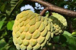 Được mùa na, nông dân Vinh Phú 'bỏ túi' hàng trăm triệu đồng
