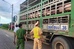 Gia Lai: 9 xã, phường hết dịch tả heo châu Phi
