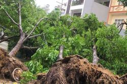 Cây gãy đổ la liệt ở nhiều địa phương ven biển Thanh Hóa