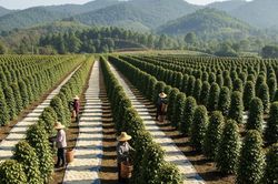 Dự báo giá tiêu ngày mai 26/8: Tiếp tục đà tăng nhẹ