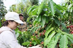 Giá cà phê hôm nay 25/8/2025: Cả tuần tăng mạnh