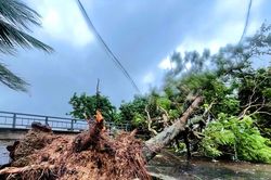 Bão số 5 quét qua Nghệ An, gió rít liên hồi, nhiều cây xanh ngã đổ
