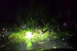 Bão số 5 khiến cây cối gãy đổ ngổn ngang trên nhiều tuyến đường tại Nghệ An