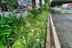 Vườn hoa, thảm cỏ bị người dân giẫm nát khi đi xem hợp luyện diễu binh, diễu hành