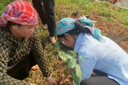 Trồng quế hữu cơ, người dân có cơ hội thoát nghèo bền vững