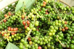 Dự báo giá tiêu ngày mai 27/8: Đắk Lắk tiếp tục duy trì đỉnh 148.000 đồng/kg