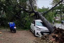 Nhiều ô tô ở Nghệ An bị cây đè do bão số 5