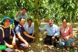 Nông dân An Giang thu nhập gần 800 triệu đồng/năm trồng xoài ứng dụng công nghệ cao