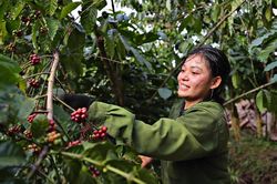 Giá cà phê hôm nay 27/8/2025: Chấm dứt đà tăng