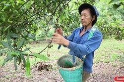 Mùa mắc ca ở Mai Sơn
