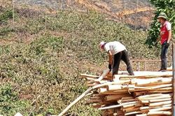 Thanh Hóa: Nghịch lý ở vùng keo