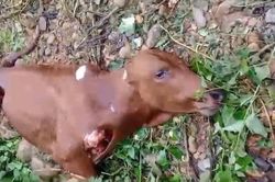 Video con bê nghi bị sói ăn thịt ở Điện Biên