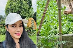 Mê mẩn nhà vườn 3.000m2 ngập tràn rau xanh của Việt Trinh