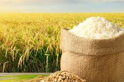 Giá lúa gạo hôm nay 28/8: Thị trường đi ngang, một số loại giảm nhẹ, xuất khẩu Việt Nam giữ vững ngôi đầu thế giới