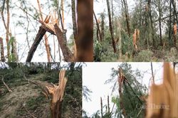 Xót xa trước cảnh tan hoang của rừng phòng hộ Hà Tĩnh sau bão