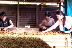 Quảng Ngãi: Hội LHPN xã Đăk Pxi đồng hành cùng hội viên phụ nữ trong phát triển kinh tế
