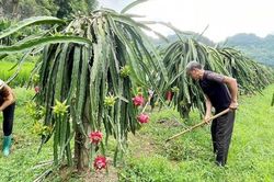 Cao Bằng: Phát triển nhãn hiệu Thanh Long Nguyên Bình