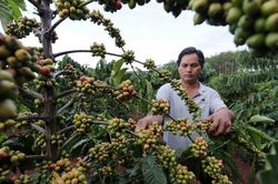 Giá cà phê tăng 1.500 đồng/kg, dự báo có thể duy trì mức giá tốt đến đầu tháng 11