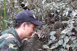 Loài lan cực quý hiếm có nguy cơ tuyệt chủng