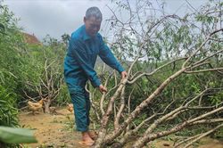 Làng đào phai dưới chân núi Hồng thiệt hại nặng nề do bão