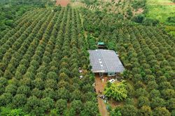 Sầu riêng trở lại 'đường đua' xuất khẩu