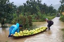 Mưa lớn gây ngập sâu, nông dân Hà Tĩnh xót xa chèo thuyền vớt vát loại quả đặc sản