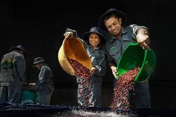 Giá cà phê hôm nay 30/8/2025: Quay đầu giảm mạnh