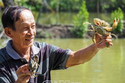 Sáng tạo nuôi cua, nâng giá trị thương phẩm