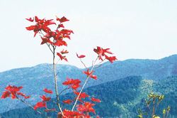 Chúng con chiến đấu cho Người sống mãi Việt Nam ơi