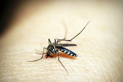 Lý do bạn bị muỗi đốt nhiều hơn người khác