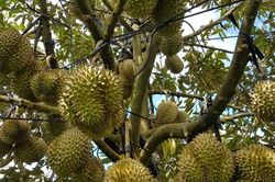 Giá sầu riêng hôm nay 3/9: Thị trường trong nước giữ mức cao, xuất khẩu sang Trung Quốc đối diện rủi ro