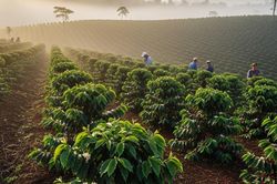 Dự báo giá cà phê ngày mai 4/9: Tiếp tục bị ép giá, kéo dài chuỗi giảm