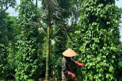 Giá tiêu hôm nay 3/9/2025: Tiếp tục tăng mạnh