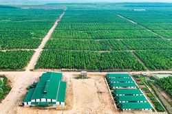 HAGL Agrico lỗ thêm 61 tỷ đồng sau kiểm toán