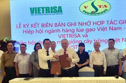 Hợp tác nâng cao hiệu quả, vị thế ngành hàng lúa gạo Việt Nam