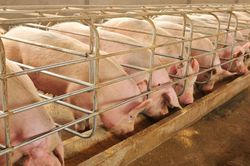 Giá heo hơi hôm nay 4/9: Miền Bắc tăng sát đỉnh 58.000 đồng/kg