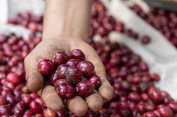 Dự báo giá cà phê ngày mai 7/9: Chịu ảnh hưởng bởi việc bán tháo từ Brazil