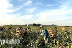 Ninh Bình đón đầu xu thế nông nghiệp hữu cơ