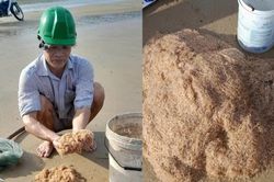 Ruốc biển vào mùa, người dân phấn khởi thu hoạch 'lộc biển'