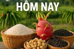 Giá nông sản hôm nay 8/9/2025: Giá cà phê sẽ còn giảm, Tiêu hứa hẹn có kỷ lục; Một số đối tác thương mại sẽ được Mỹ miễn trừ thuế quan
