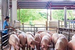 Giá heo hơi hôm nay 8/9: Ở sát đỉnh 60.000 đồng sau đợt tăng mới