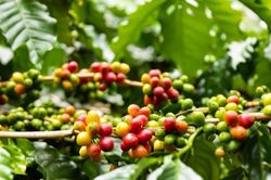 Dự báo giá cà phê ngày mai 10/9: Cà phê lấy lại được đà tăng mạnh