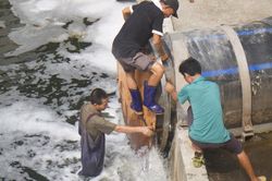 Hà Nội chính thức dẫn nước Hồ Tây 'hồi sinh' sông Tô Lịch